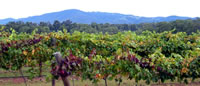 Hunter Valley Tours